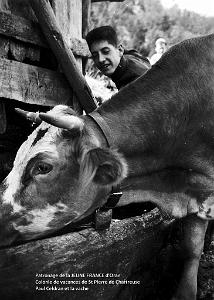 COLO JEUNE FRANCE Paul Celdran et la vache